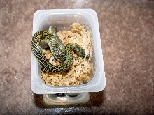 Aurora Housesnake
