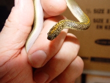 Aurora Housesnake