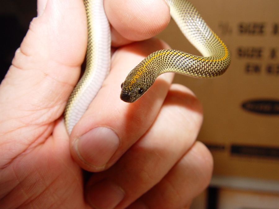 Aurora Housesnake