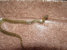 Aurora Housesnake