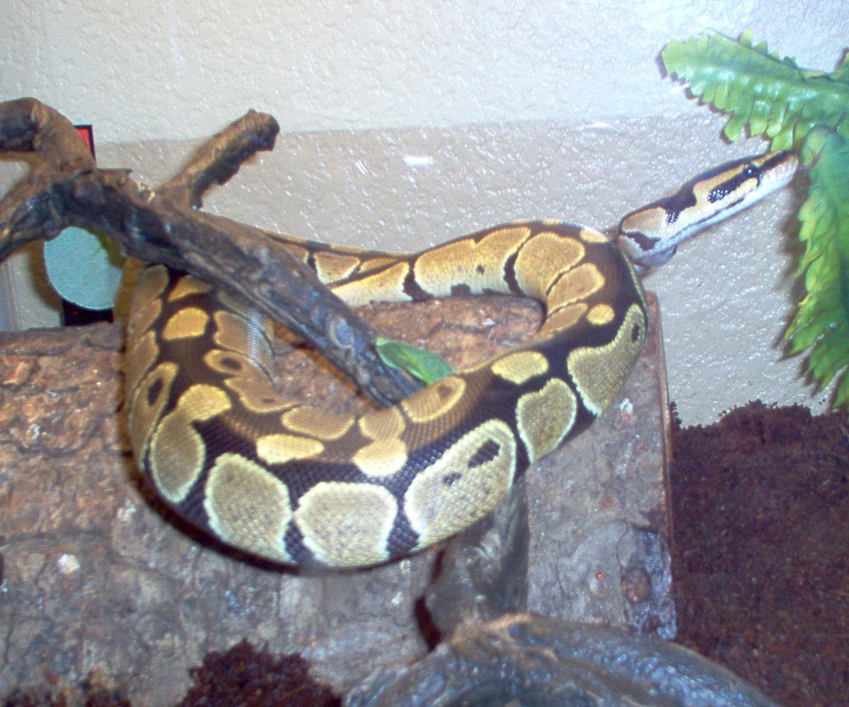 ball python setup