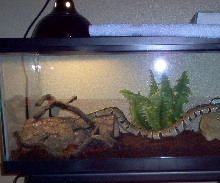 ball python setup