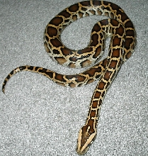 baby burm awsome colors on this guy
