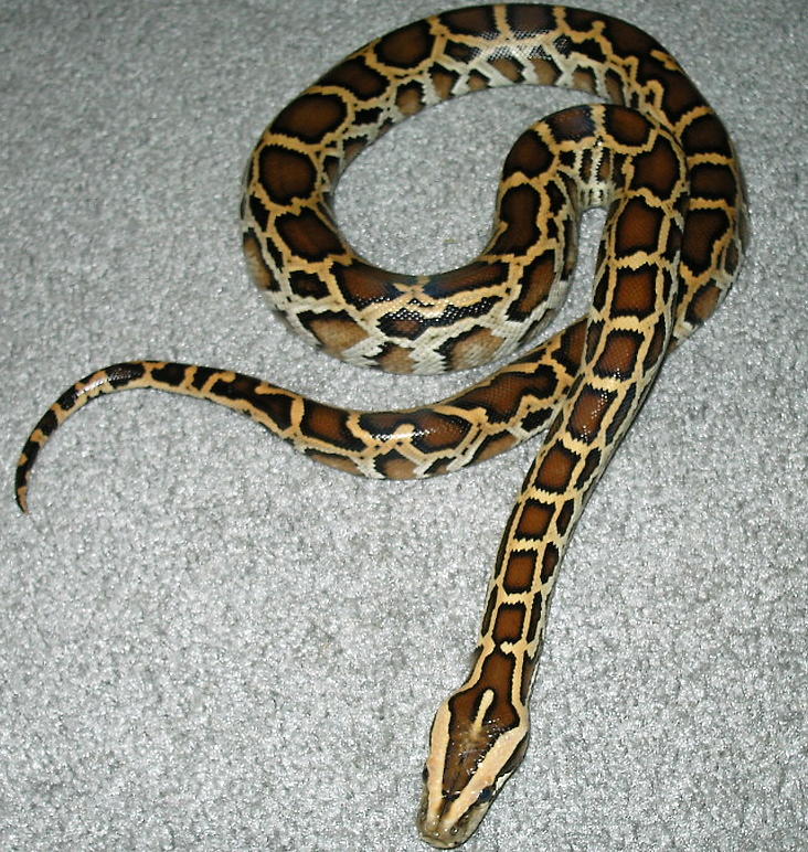 baby burm awsome colors on this guy