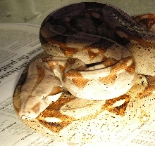 sherri my first boa and pretty as they come