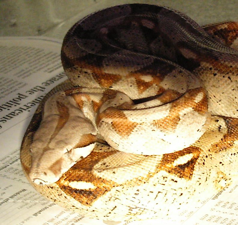 sherri my first boa and pretty as they come