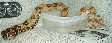 any boa experts out there?