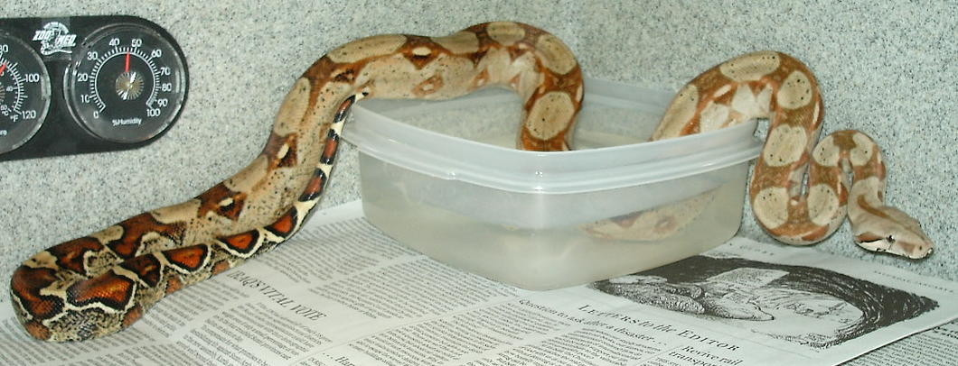 any boa experts out there?