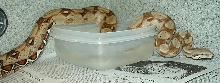 sherri soaking.