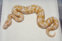 albino ball python