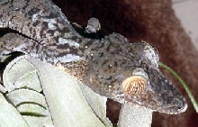 female fimbriatus