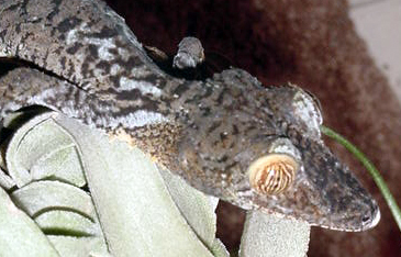 female fimbriatus