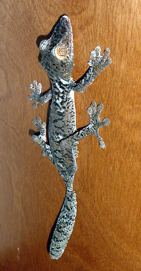 Uroplatus fimbriatus