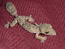 baby henkeli