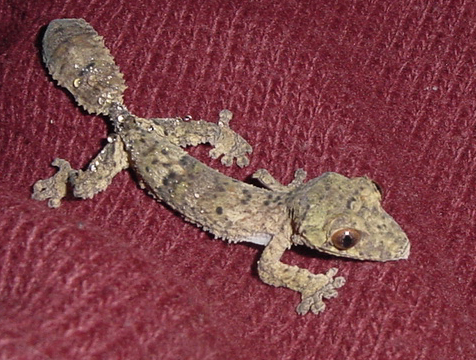 baby henkeli