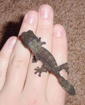 baby henkeli