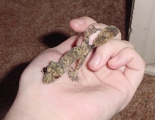 baby henkeli