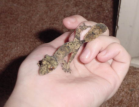 baby henkeli