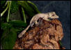 baby henkeli