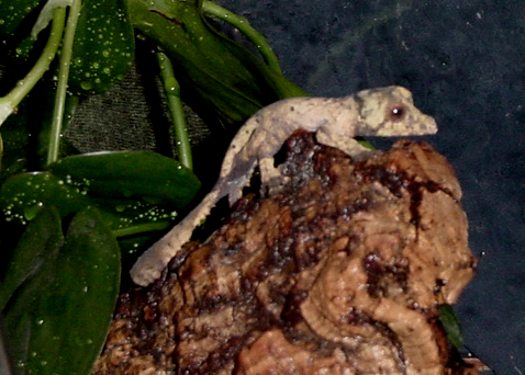 baby henkeli