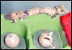 hatchling uroplatus henkeli