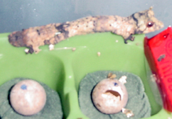 hatchling uroplatus henkeli