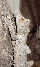 female fimbriatus