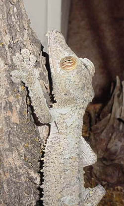 female fimbriatus