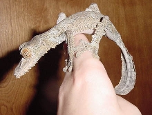 female fimbriatus