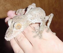 female fimbriatus