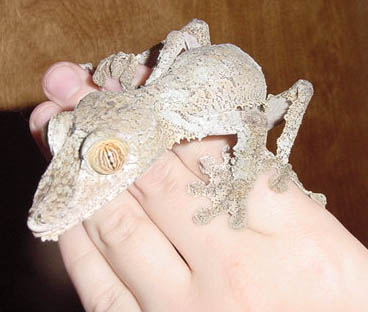 female fimbriatus