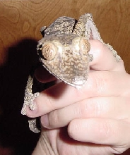 female fimbriatus #2
