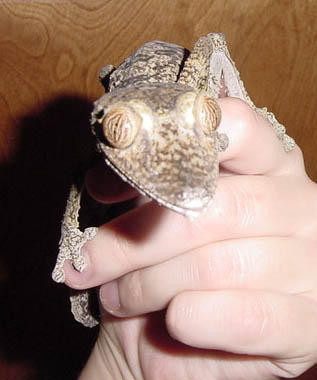 female fimbriatus #2