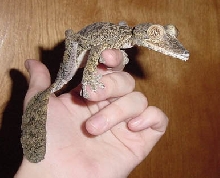 female fimbriatus #2