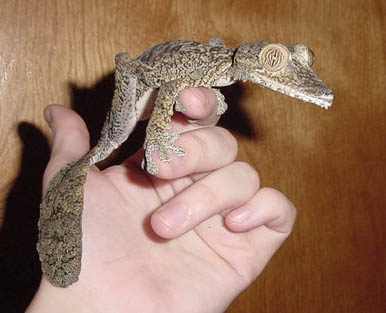female fimbriatus #2