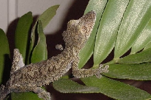 female fimbriatus #2