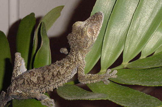 female fimbriatus #2