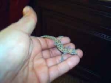 gecko