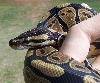 1 yrs old female bp