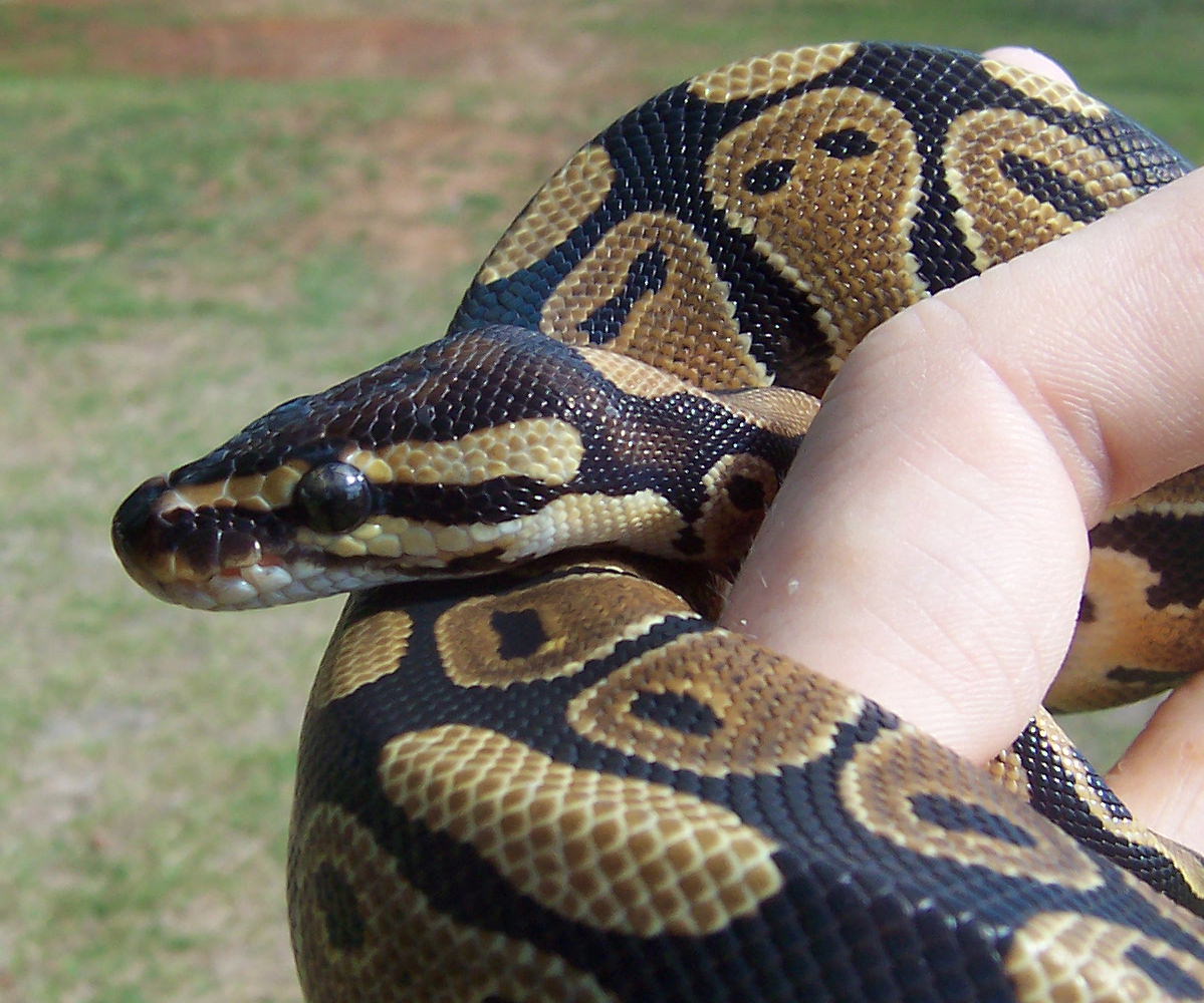 1 yrs old female bp