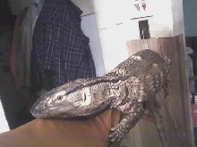 3.5 ft b.t,