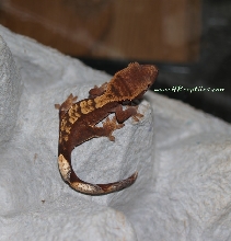 0.0.1 harelquin ciliatus