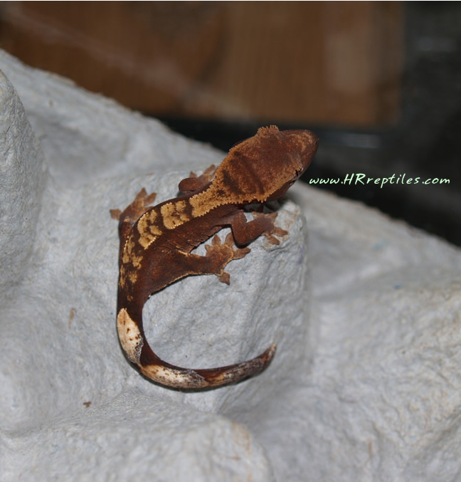 0.0.1 harelquin ciliatus
