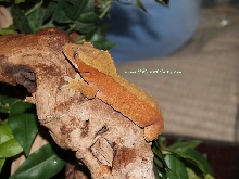 0.1 red ciliatus