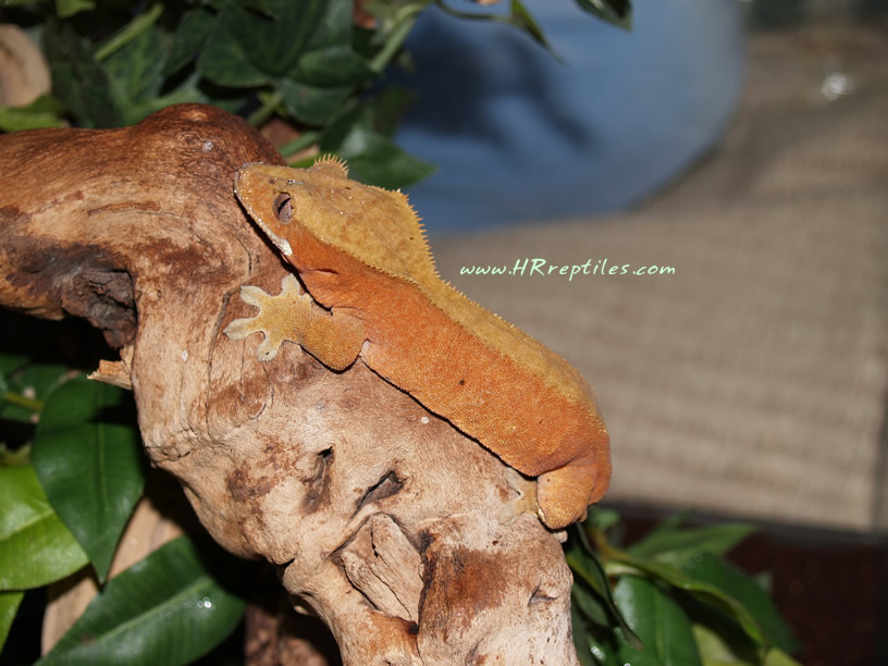 0.1 red ciliatus