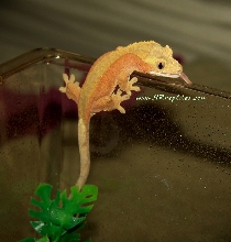 0.1 red ciliatus