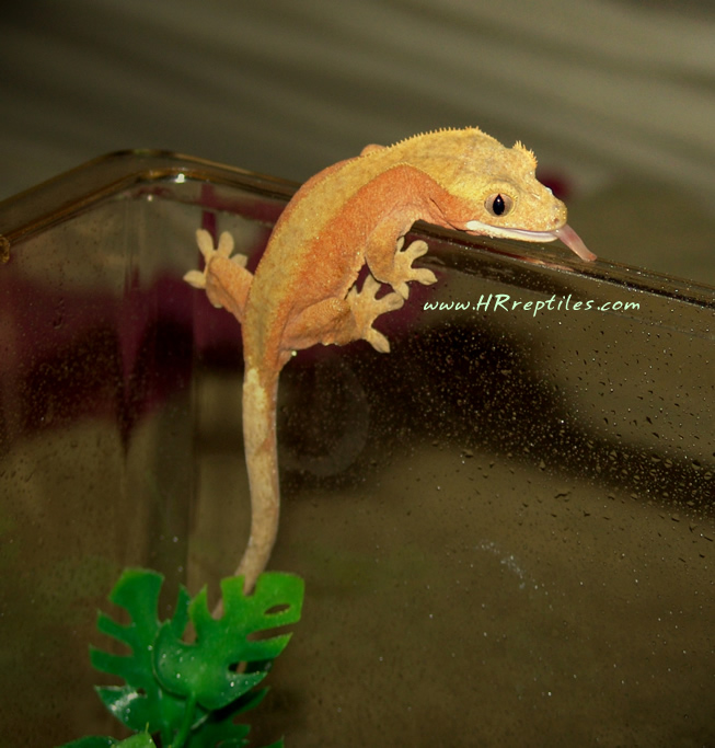 0.1 red ciliatus