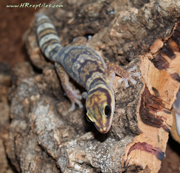 1.0 O.marmorata