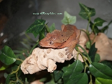 1.0 dark red ciliatus