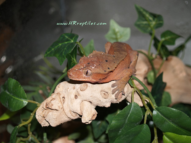 1.0 dark red ciliatus
